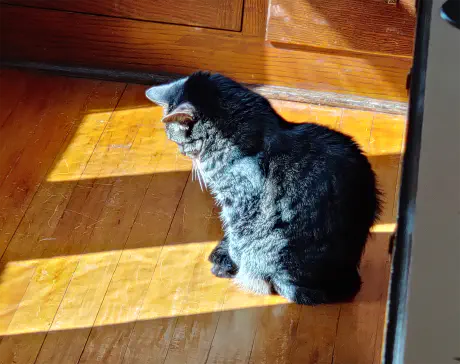 Alice Sleeping Alice our cat sleeping in the sun while sitting.