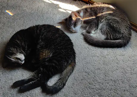 Opal and Alice Alice and Opal laying together in a sunny warm spot.