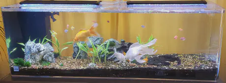Aquarium Live Plants 2018 My aquarium in 2018 with live plants in it.