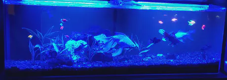 Aquarium 2018 Night Cycle My aquarium in 2018 lit with blue lights at night.