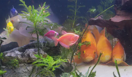 Aquarium 2019 Sleeping Fish My goldfish were all lined up sleeping together this cold morning.